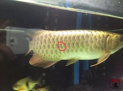 龍魚魚鱗變白：龍魚魚鱗變白是什么原因