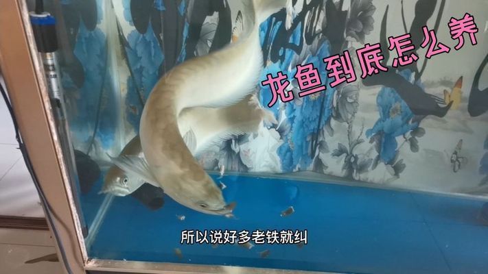 龍魚魚食一周喂幾次：龍魚的喂食頻率取決于它們的生長階段