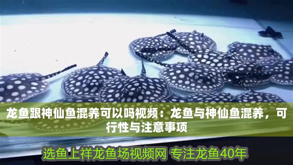 龍魚跟神仙魚混養(yǎng)可以嗎視頻：龍魚與神仙魚混養(yǎng)，可行性與注意事項