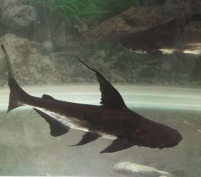 成吉思汗鯊是一種淡水卵生瀕危魚類，可以與其它魚一起混養：成吉思汗鯊與其他魚類的混養