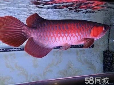 龍魚需要定期檢疫嗎（龍魚定期檢疫是確保龍魚健康成長的重要措施之一）