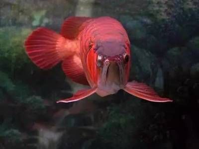 龍魚訓食教學反思簡短（龍魚訓食教學反思）