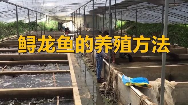 鱘龍魚家養