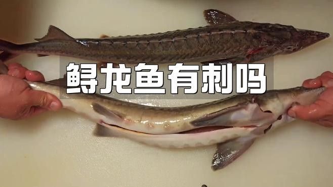 鱘龍魚家養