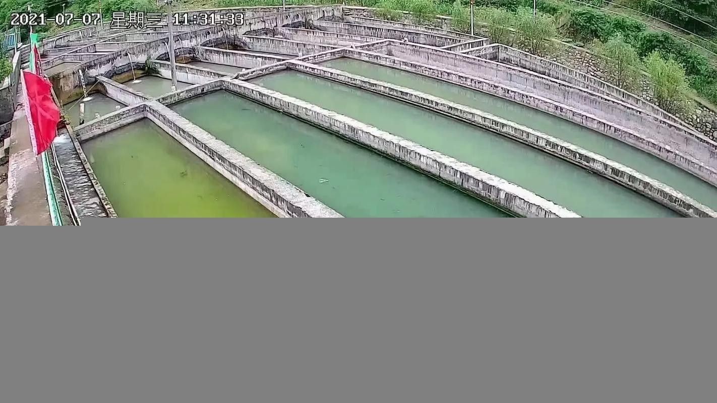 鱘龍魚家養
