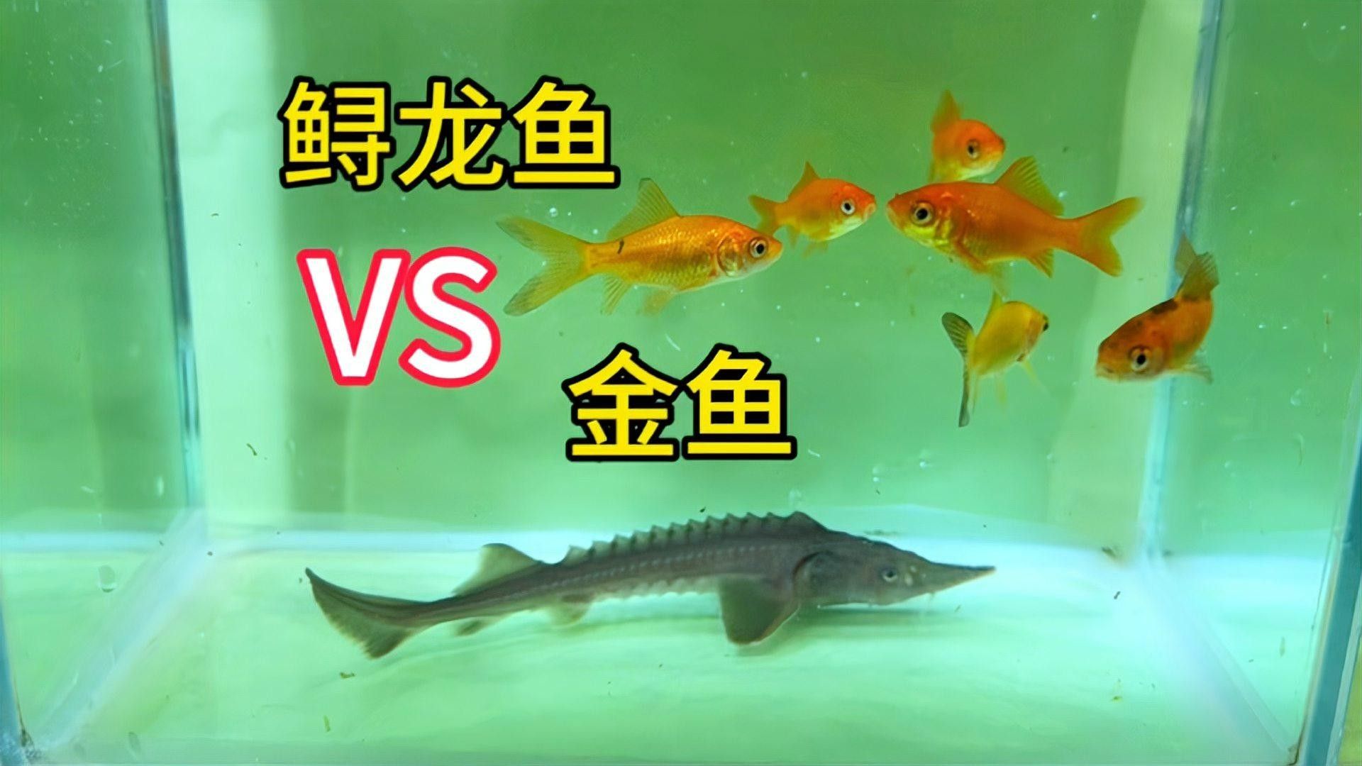鱘龍魚家養