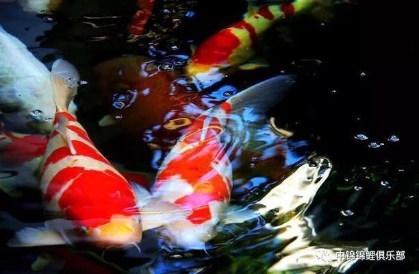 龍鳳錦鯉常見疾病預防：春季龍鳳錦鯉疾病防控要點 龍鳳錦鯉常見疾病預防：春季龍鳳錦鯉疾病防控要點 龍魚百科 第1張