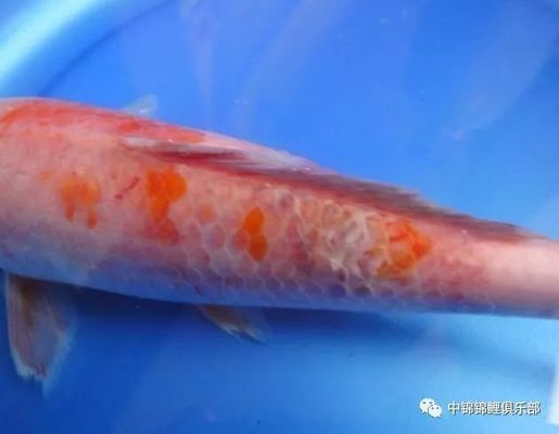 龍鳳錦鯉常見疾病預防：春季龍鳳錦鯉疾病防控要點 龍鳳錦鯉常見疾病預防：春季龍鳳錦鯉疾病防控要點 龍魚百科 第4張