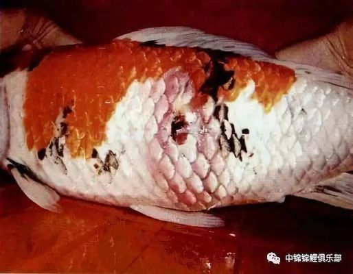 龍鳳錦鯉常見疾病預防：春季龍鳳錦鯉疾病防控要點 龍鳳錦鯉常見疾病預防：春季龍鳳錦鯉疾病防控要點 龍魚百科 第2張