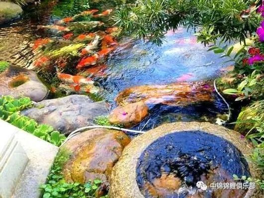 龍鳳錦鯉常見疾病預防：春季龍鳳錦鯉疾病防控要點 龍鳳錦鯉常見疾病預防：春季龍鳳錦鯉疾病防控要點 龍魚百科 第3張