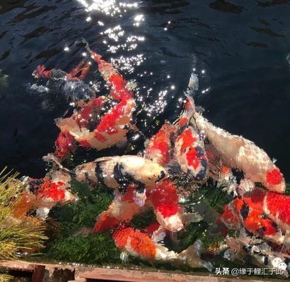 龍鳳錦鯉常見疾病預防：春季龍鳳錦鯉疾病防控要點 龍鳳錦鯉常見疾病預防：春季龍鳳錦鯉疾病防控要點 龍魚百科 第5張