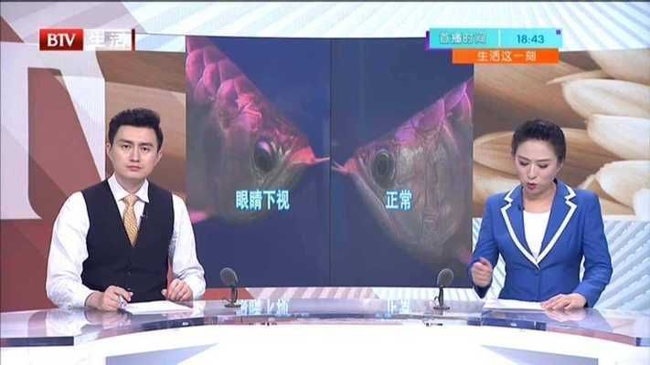 金龍魚掉眼屎是由于水質不好、飲食不均衡等因素引起的：金龍魚掉眼屎是什么原因