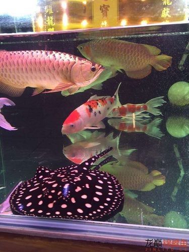龍魚和什么魚搭配顯得高檔好看圖片