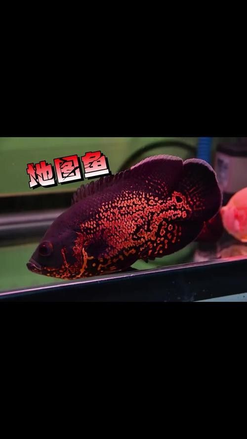 龍魚和什么魚搭配顯得高檔好看圖片