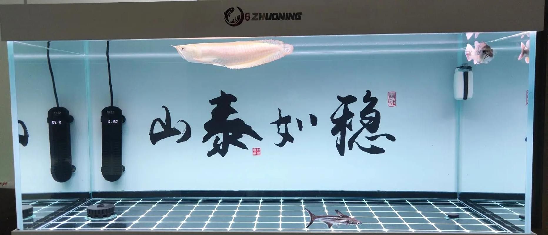 龍魚和什么魚搭配顯得高檔好看圖片