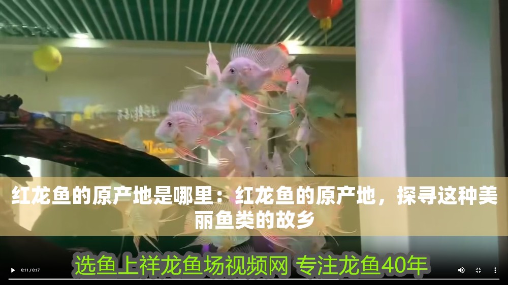 紅龍魚的原產地是哪里：紅龍魚的原產地，探尋這種美麗魚類的故鄉