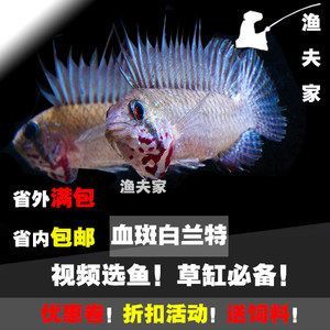 紅龍魚的原產地是哪里：紅龍魚的原產地，探尋這種美麗魚類的故鄉