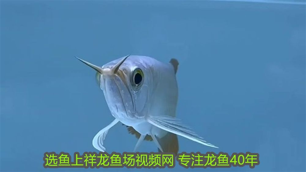 紅龍魚的原產地是哪里：紅龍魚的原產地，探尋這種美麗魚類的故鄉