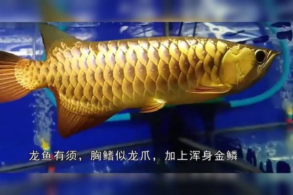 金龍魚怎么產小魚