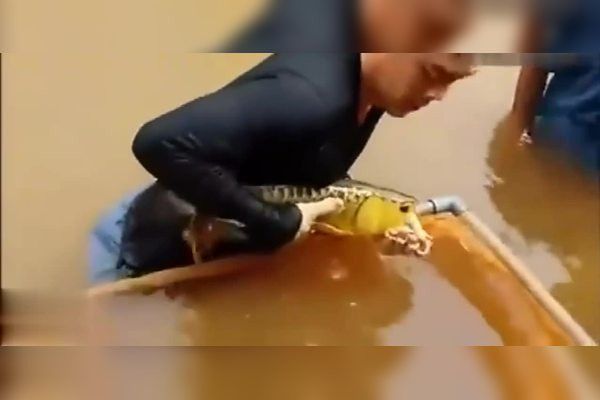 金龍魚怎么產小魚