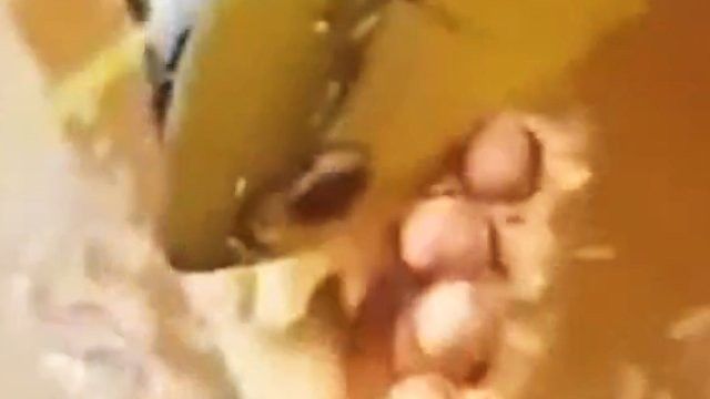 金龍魚怎么產小魚