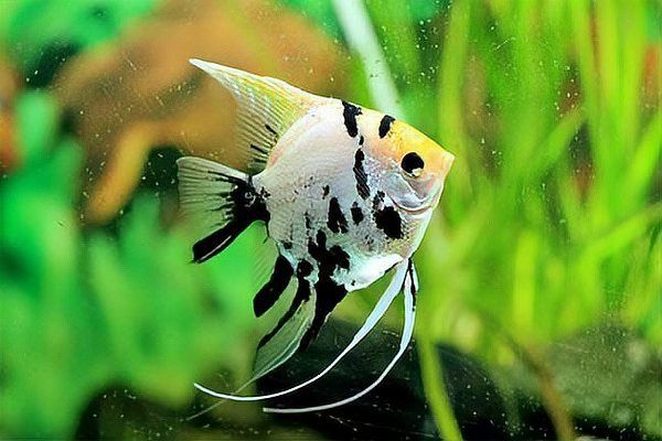 七彩神仙魚能和金龍魚混養嗎