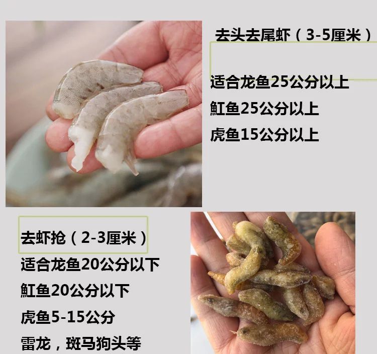 50公分龍魚多久喂一次飼料好呢（50公分的龍魚喂食頻率是多久一次龍魚喂養的方法是什么）