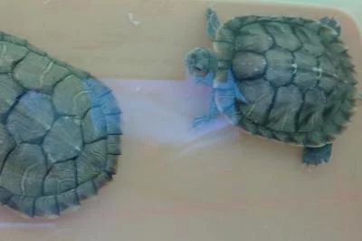 50公分龍魚多久喂一次飼料好呢（50公分的龍魚喂食頻率是多久一次龍魚喂養的方法是什么）