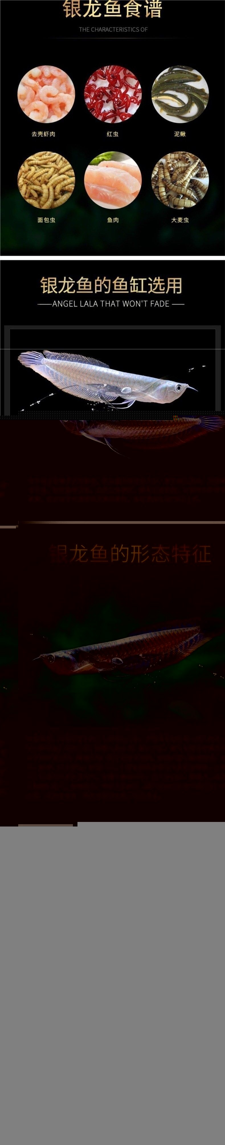 銀龍魚(yú)怎么賣(mài)出去