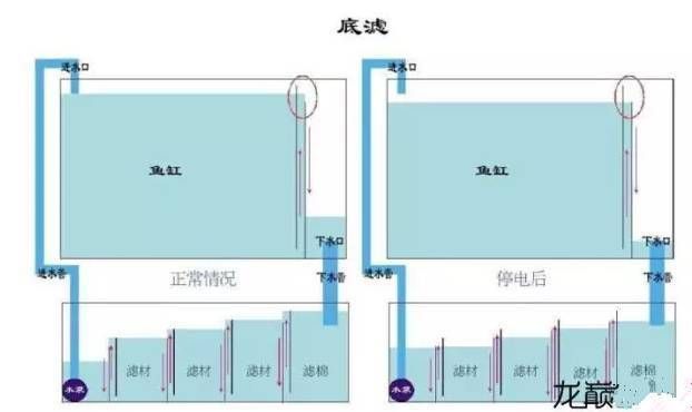 龍魚缸底濾放環還是球：魚缸底濾放環還是球