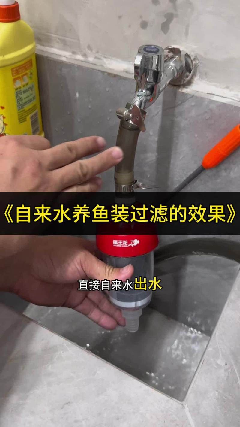 紅金龍魚如何專業養護？