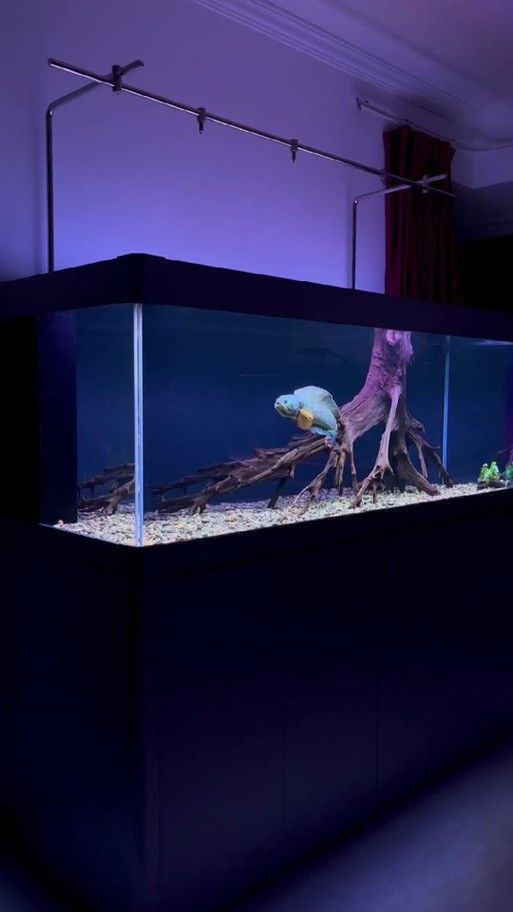 龍魚缸造景圖片大全集