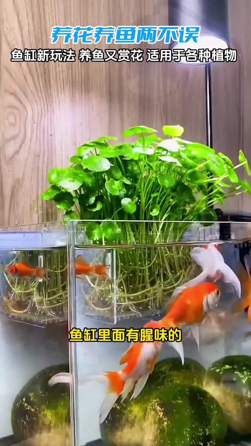 龍魚缸造景圖片大全集