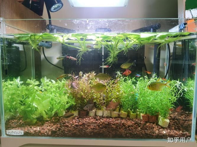 龍魚缸造景圖片大全集