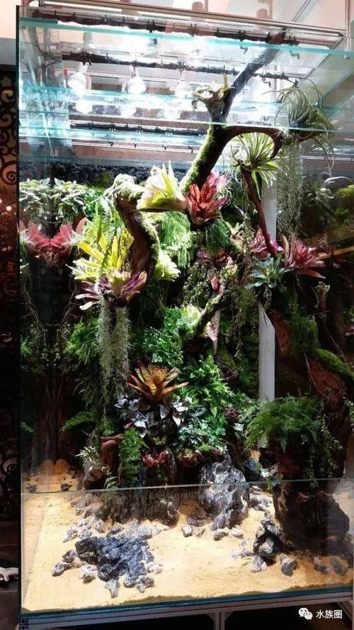 龍魚缸造景圖片大全集
