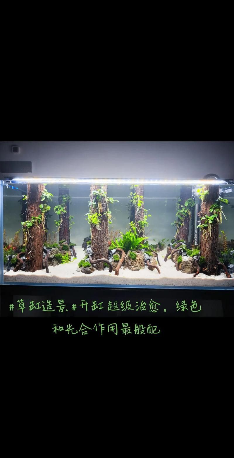龍魚缸造景圖片大全集
