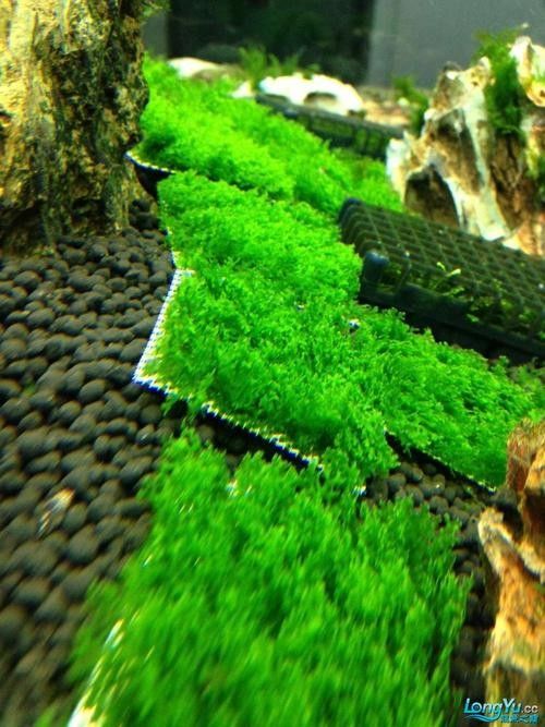 龍魚缸造景圖片大全集