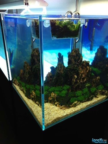 龍魚缸造景圖片大全集