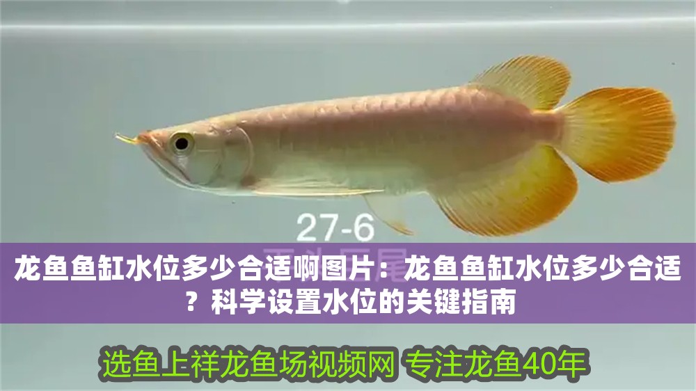 龍魚魚缸水位多少合適啊圖片:龍魚魚缸水位多少合適?科學設置水位的關鍵指南