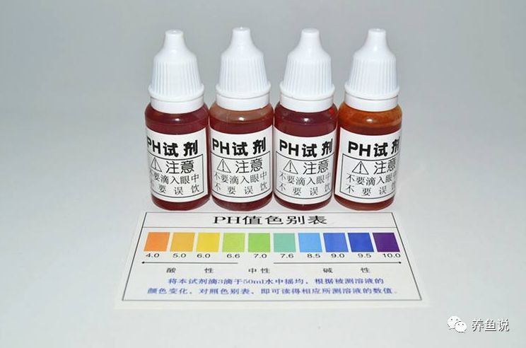 如何保持白子招財龍的水質穩定