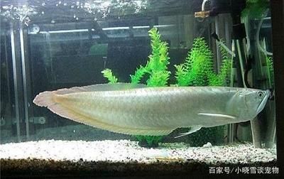 一個缸養兩條龍魚會打架嗎（一個缸養兩條龍魚為什么總是打架這么美的缸只能隔開）