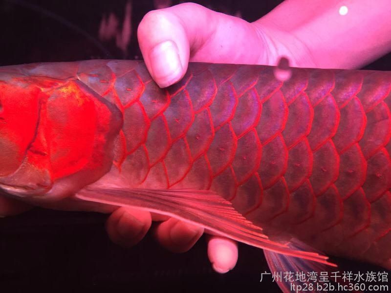 挑選紅龍魚(yú)的細(xì)節(jié)描寫(xiě)：如何挑選紅龍魚(yú)