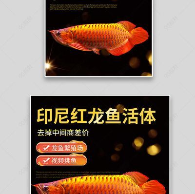 超大紅龍魚90公分多大：90公分的紅龍魚是一個成年個體，其壽命有望超過40年