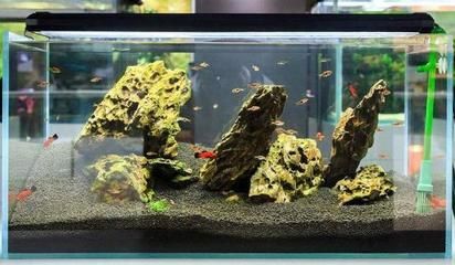紅龍魚側游能治過來嗎（紅龍魚側游能治過來嗎視頻）