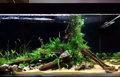 新手養龍魚，避免這些忌諱有助于更好地養好龍魚：養龍魚有哪些忌諱？