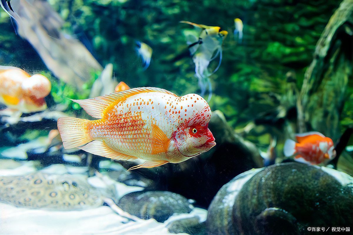如何檢測紅龍魚的水質是否合適？ 如何檢測紅龍魚的水質是否合適？ 龍魚百科 第11張