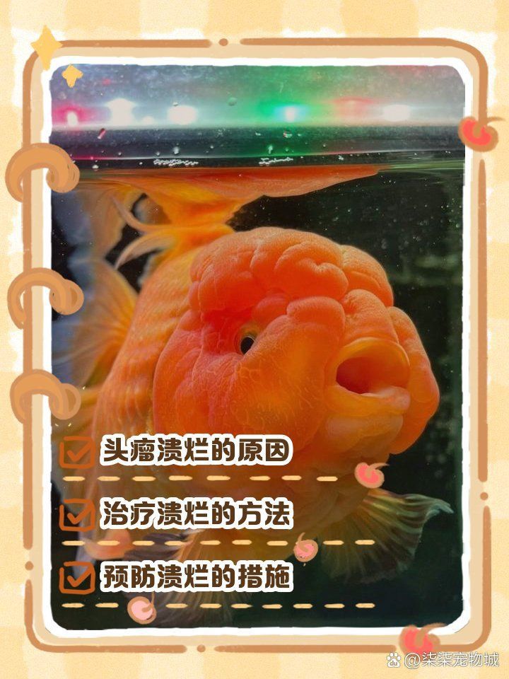 金魚頭潰爛能自愈嗎