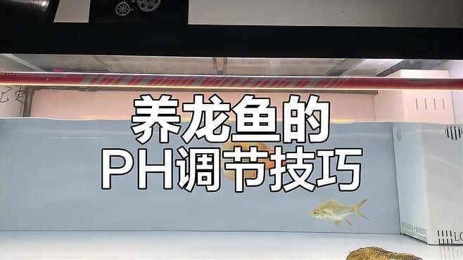 龍魚需要什么濾材養