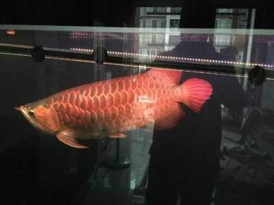 廣州紅龍魚(yú)批發(fā)市場(chǎng)在哪里有：廣州紅龍魚(yú)批發(fā)市場(chǎng)在哪里