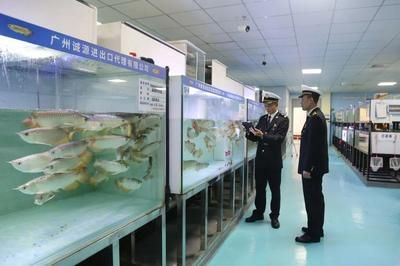 龍魚做檢疫用什么藥：龍魚檢疫常用的藥物包括大白片、食鹽、黃粉和甲基藍(lán)等